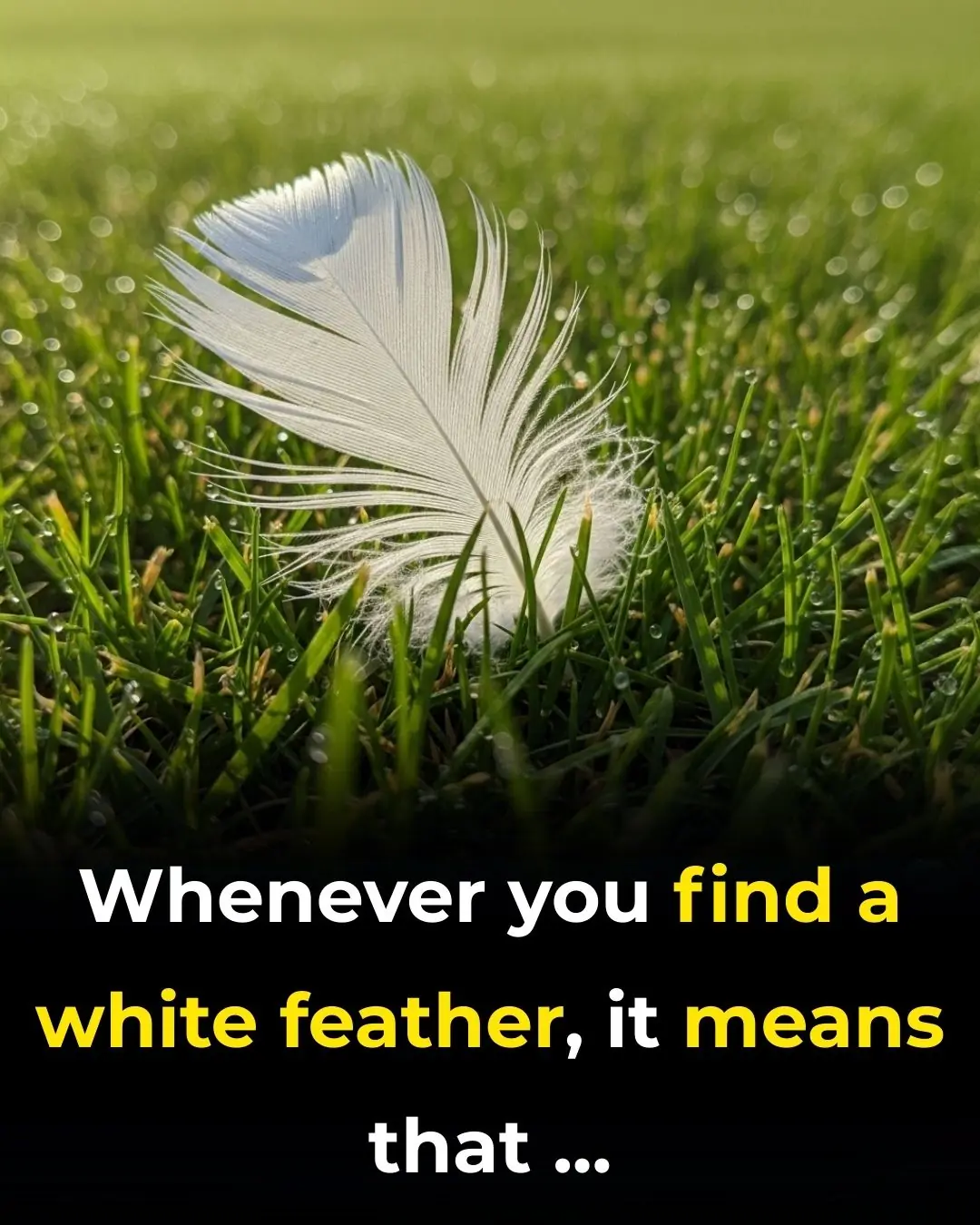 Hidden Message Behind Finding a White Feather