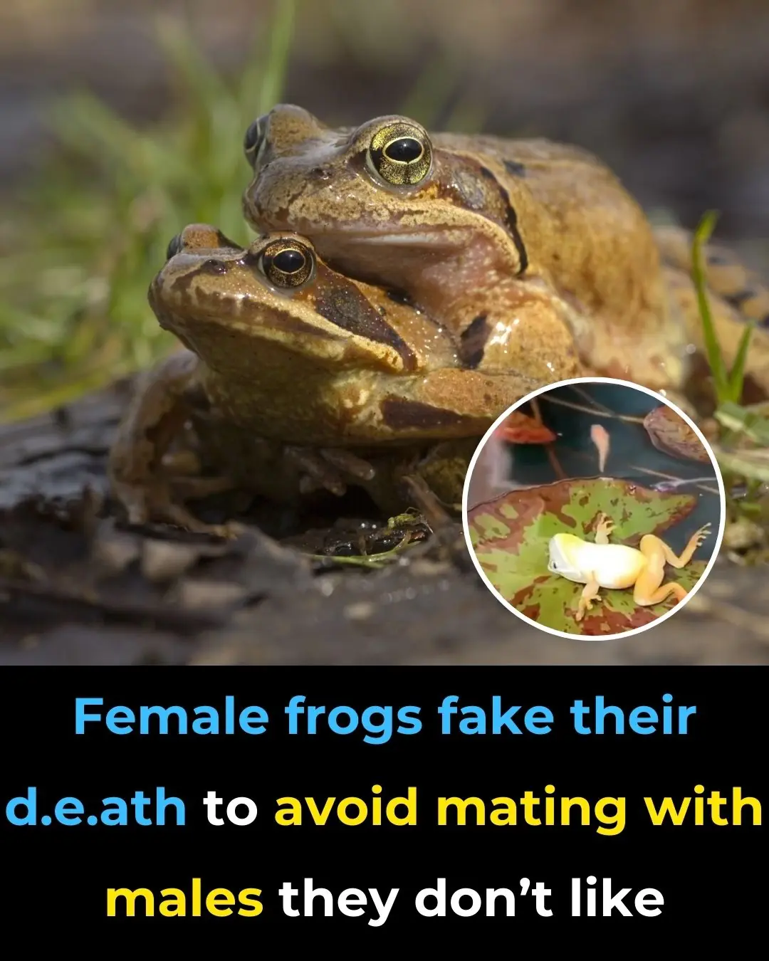 Female Frogs Fake Their Death to Avoid Mating With Males They Don’t Like