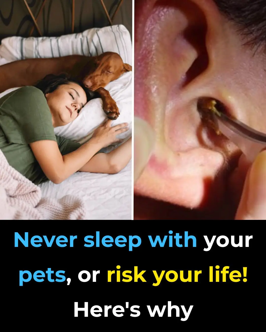 Don’t Sleep With Your Pets