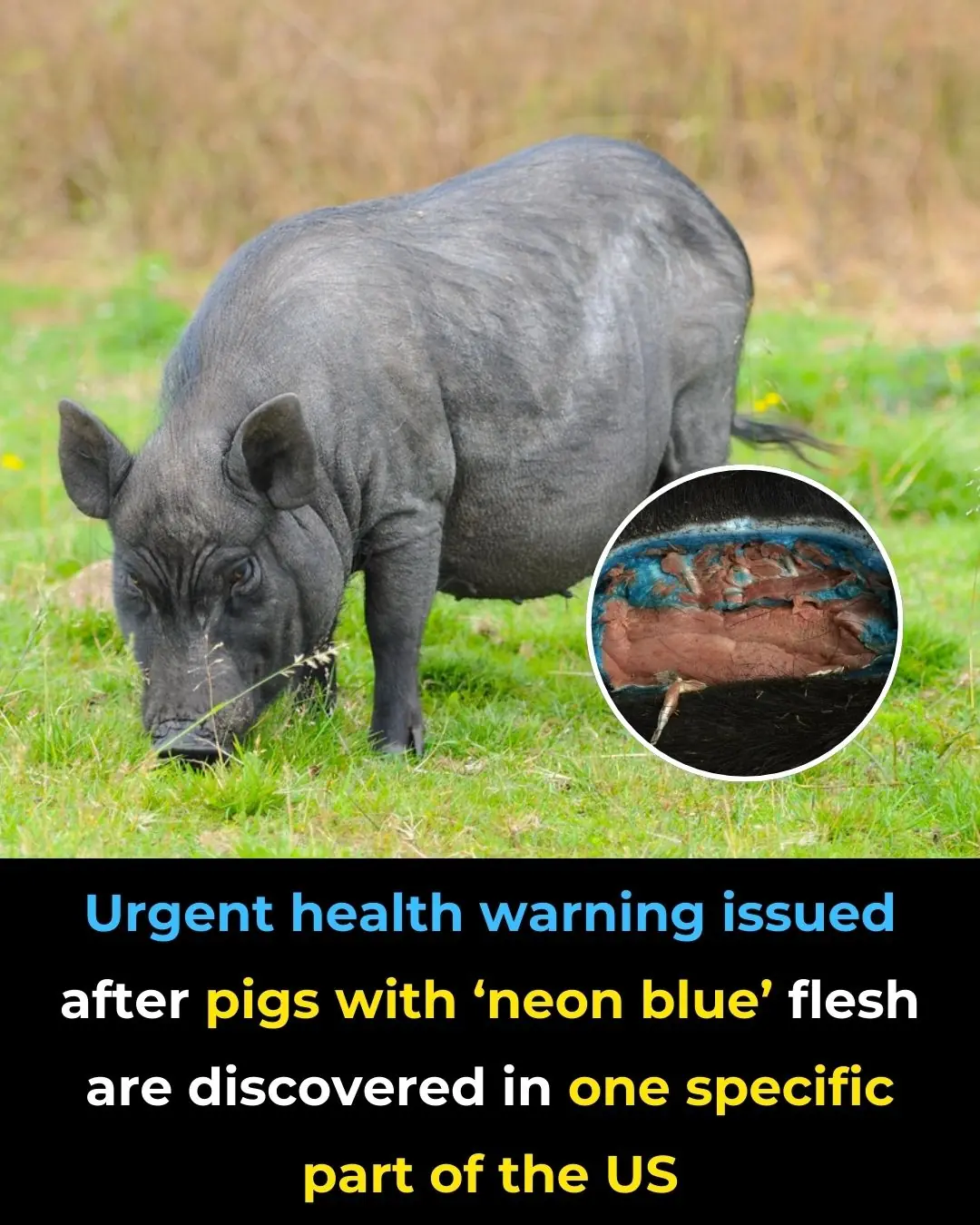 Urgent Health Warning Issued After Pigs With ‘Neon Blue’ Flesh Are Discovered in One Specific Part of the Us