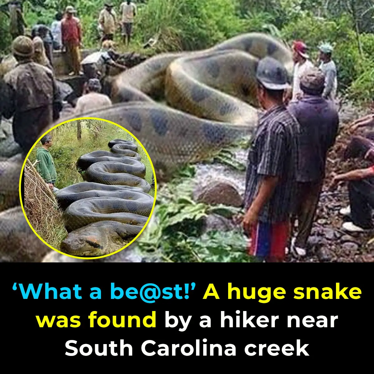 Hiker Encounters Massive Snake Camouflaged Along South Carolina Creek