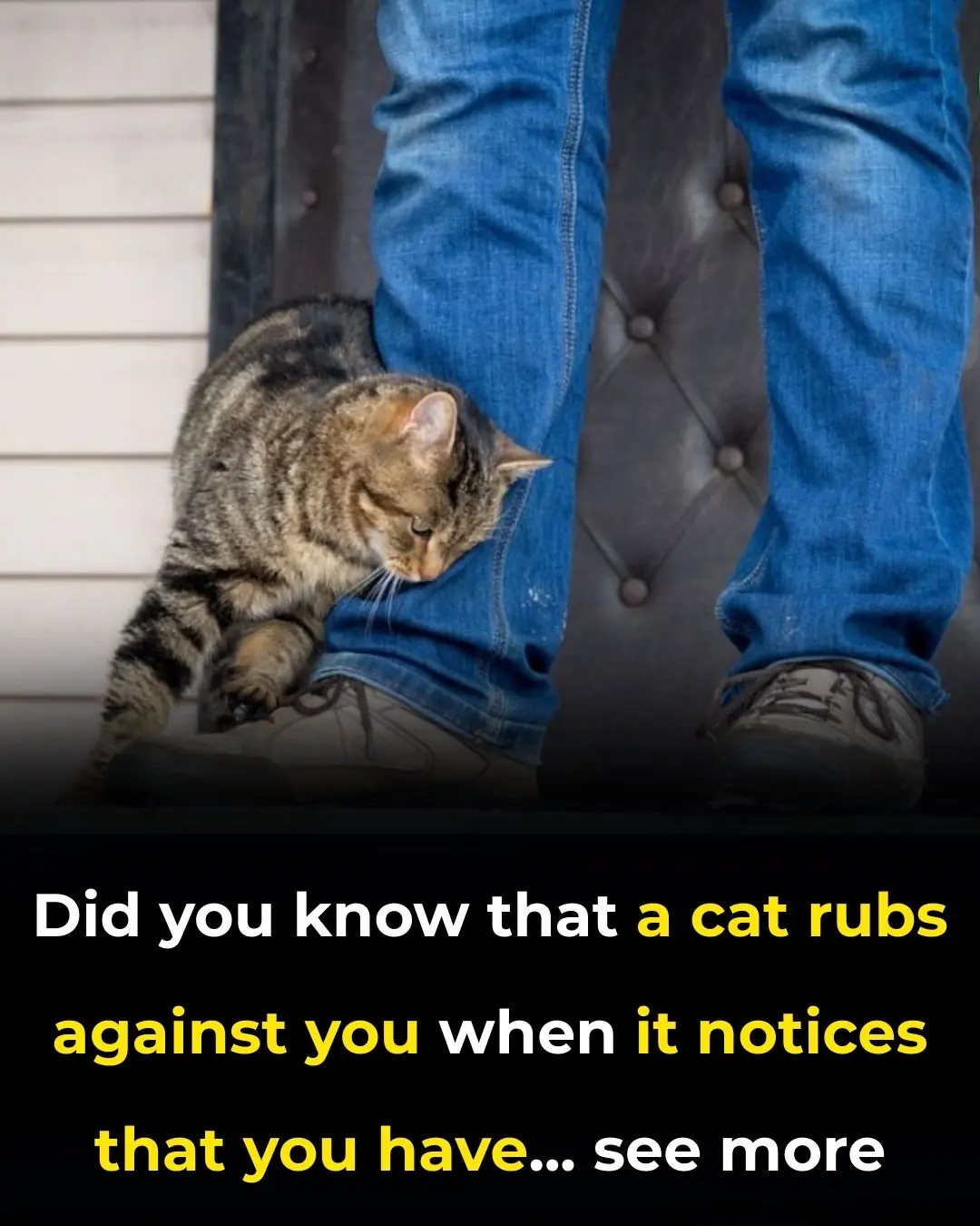 Why a Cat Rubs Against You