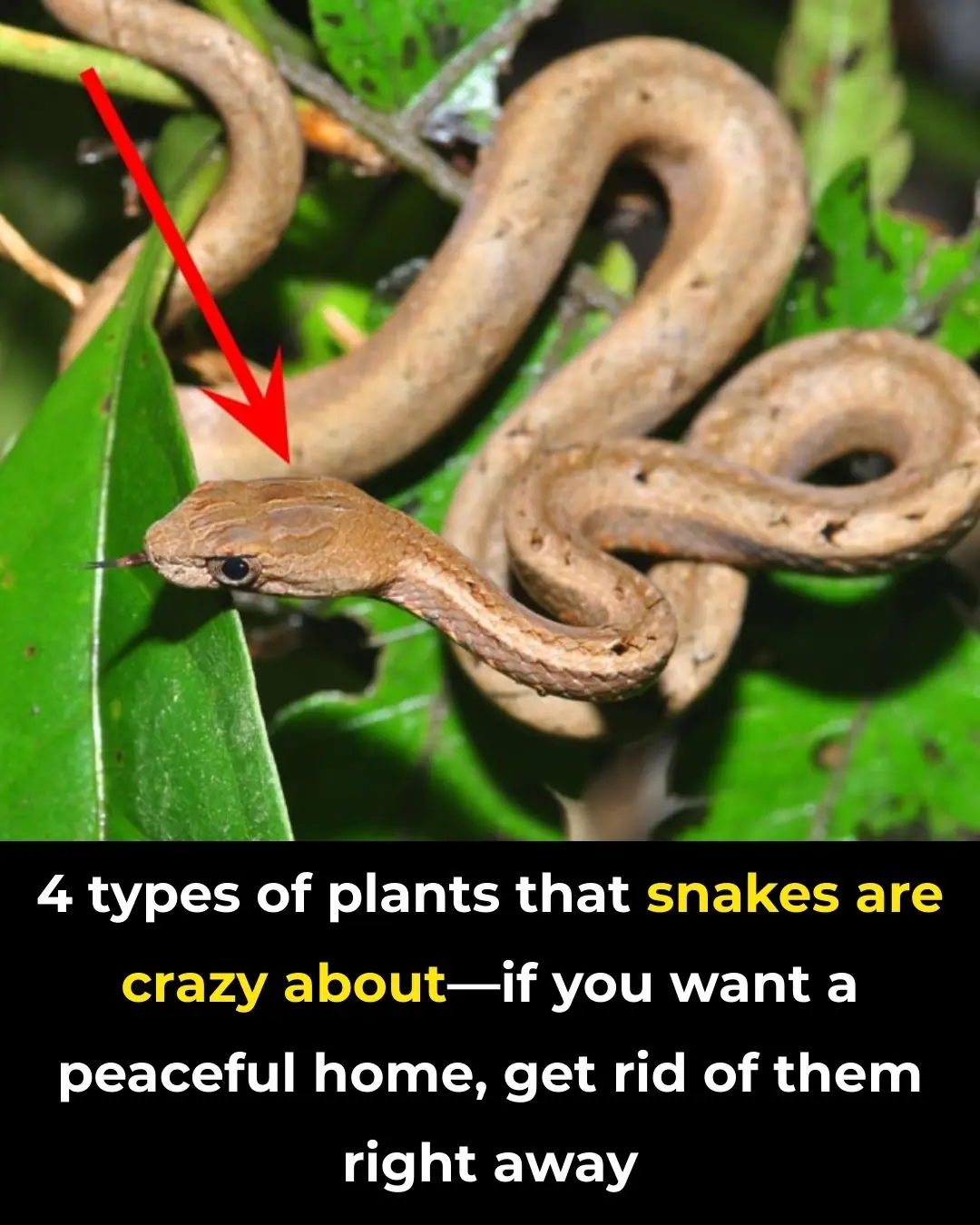 4 Types of Plants That Snakes Are Crazy About—If You Want a Peaceful Home, Get Rid of Them Right Away