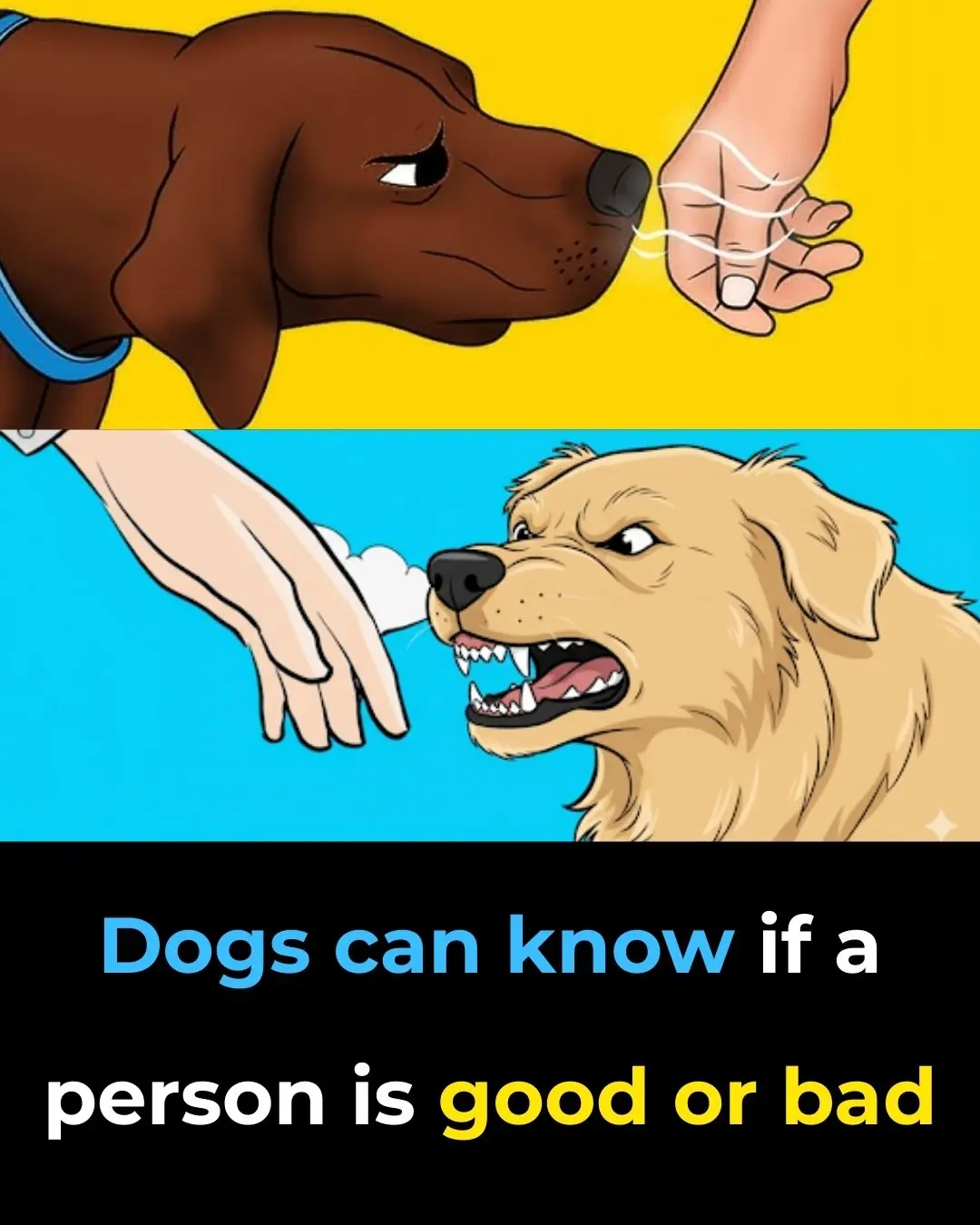 Dogs Can Tell If A Person Is Good Or Bad