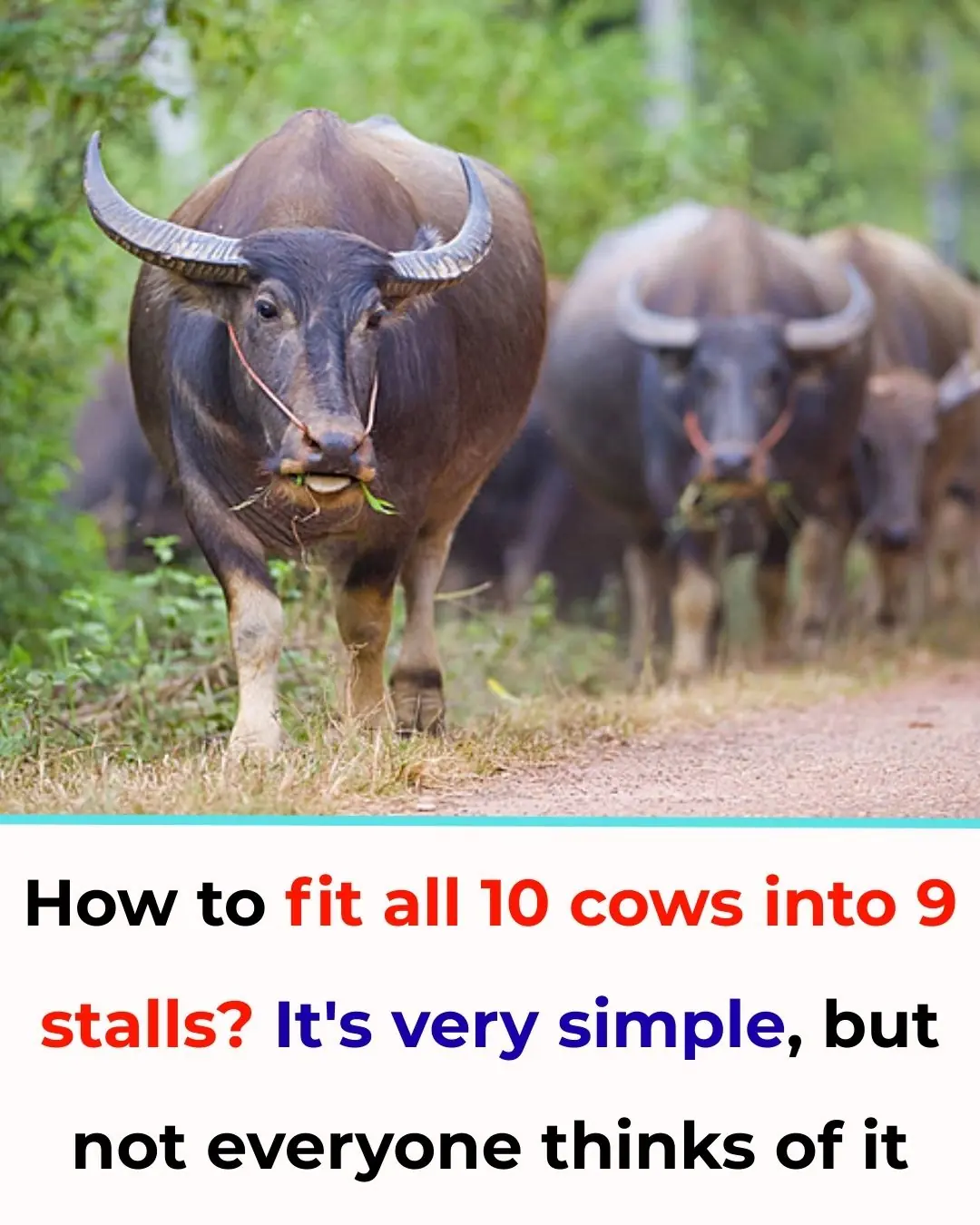 How to Fit All 10 Cows into 9 Stalls? It's Very Simple, But Not Everyone Thinks of It