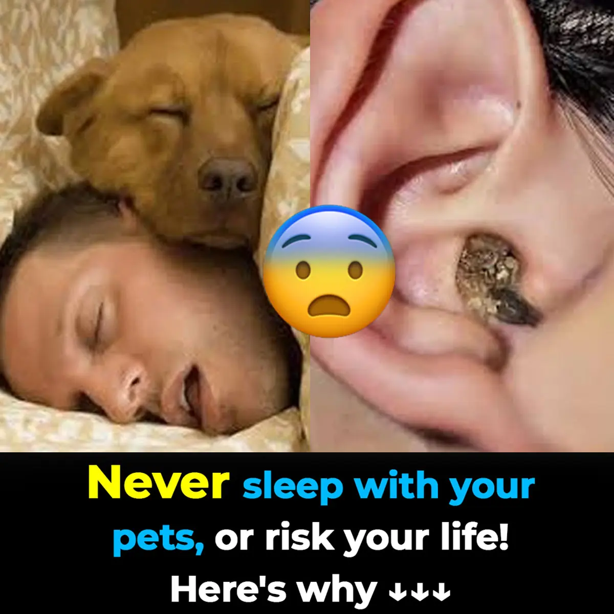 Don’t Sleep With Your Pets: Doctors Reveal The Reason Why