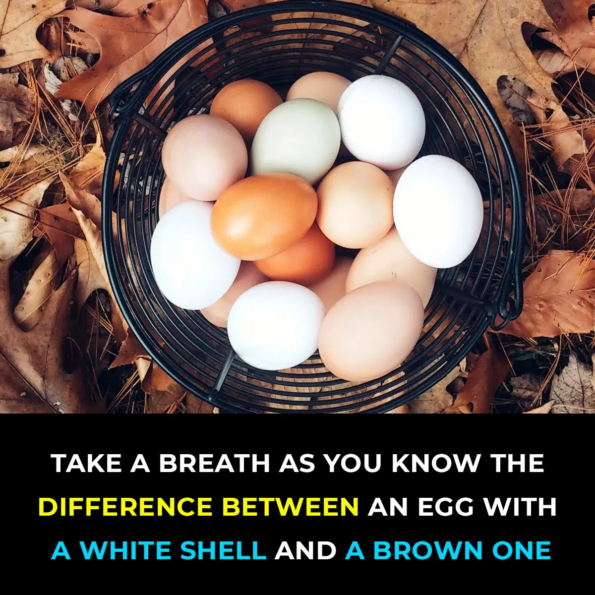 Brown vs. White Eggs: Which Should You Choose?