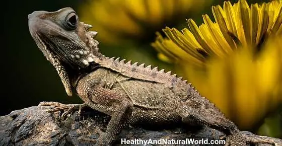 How to Get Rid of Lizards: Effective Natural Ways that Really Work