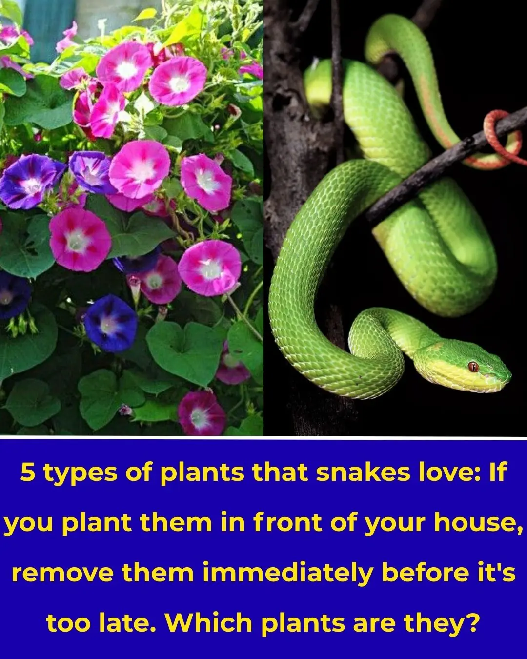 5 Types of Plants That Snakes Love: If You Plant Them in Front of Your House, Remove Them Immediately Before It’s Too Late