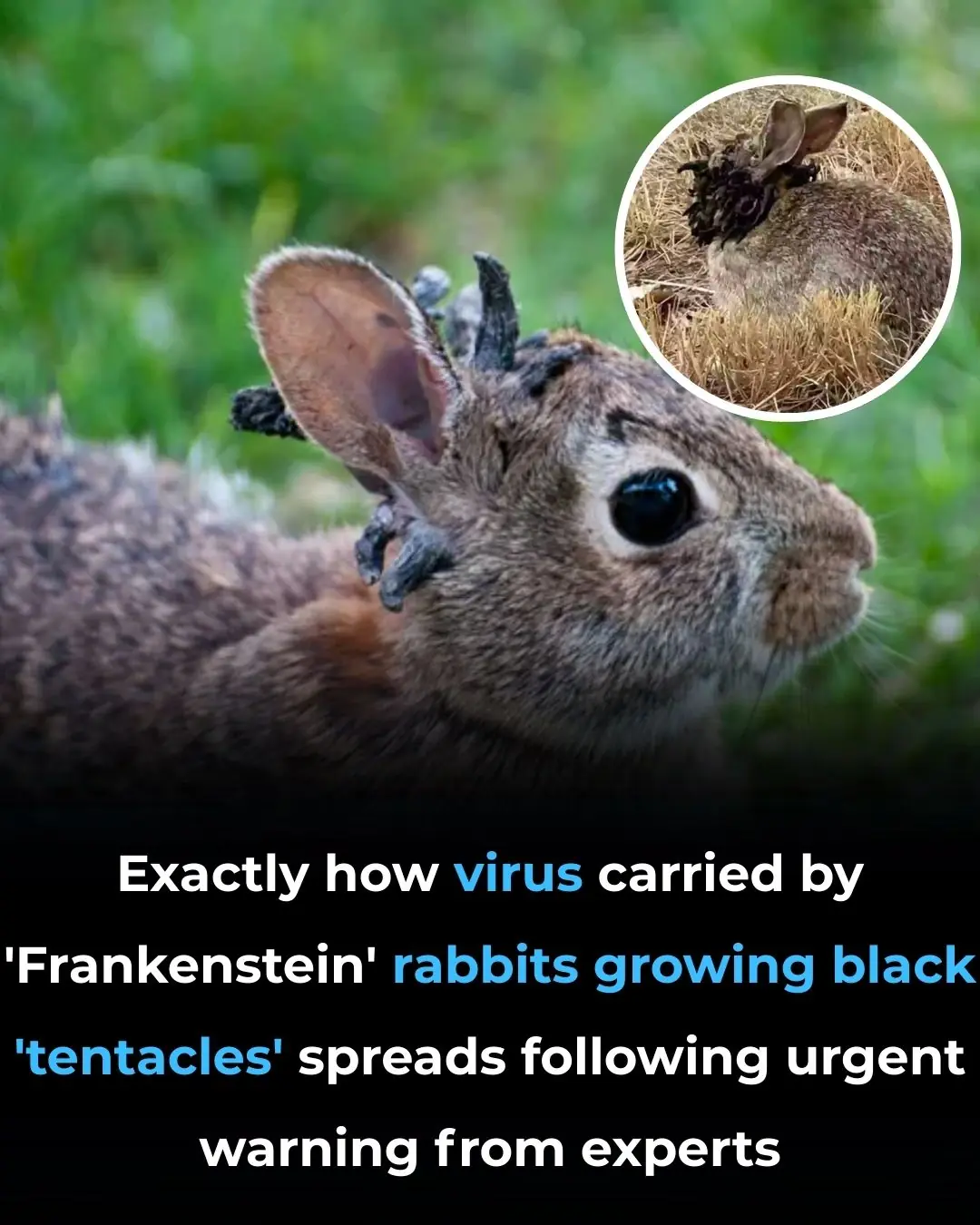 Exactly how virus carried by 'Frankenstein' rabbits growing black 'tentacles' spreads following urgent warning from experts