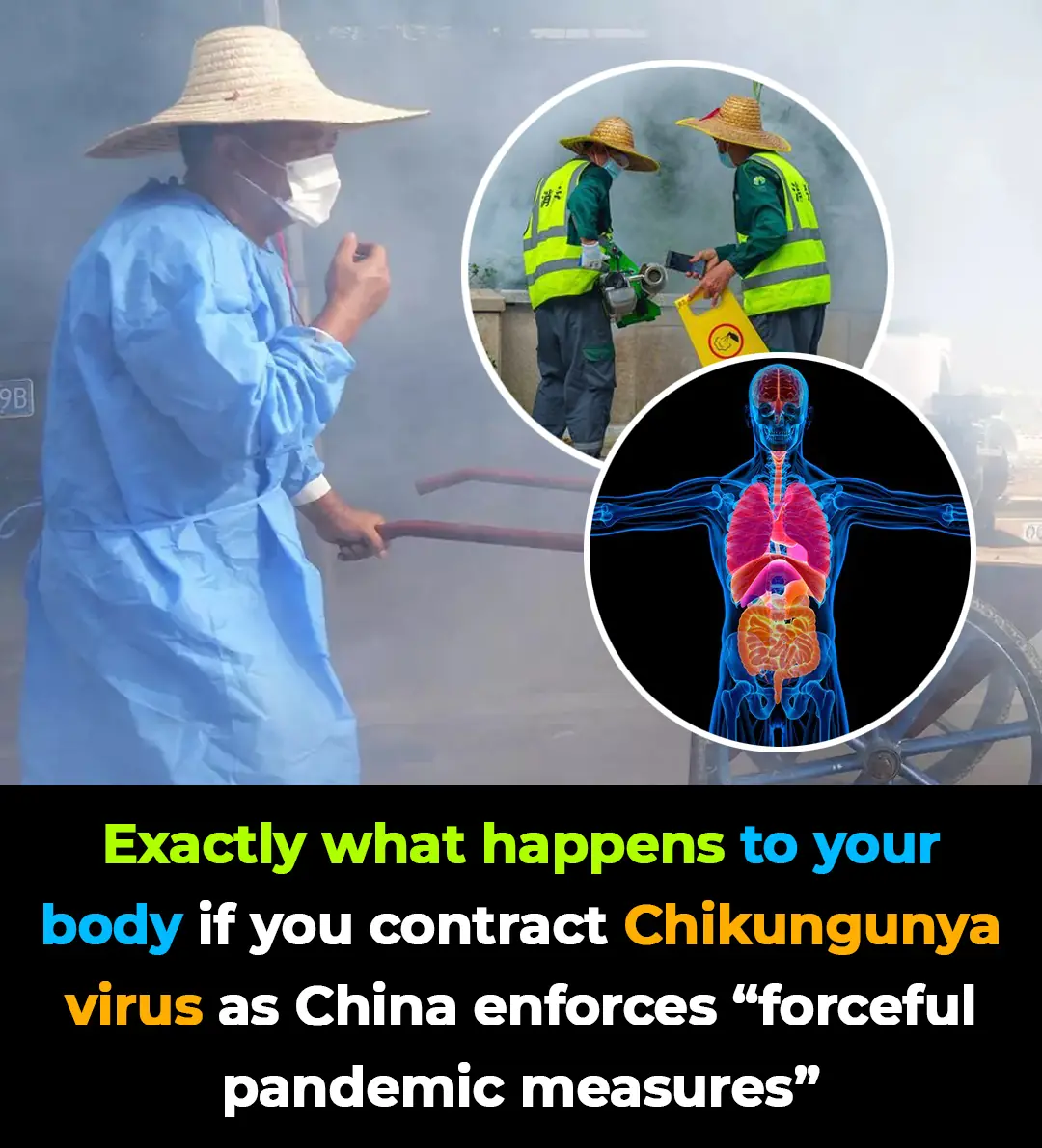 Exactly what happens to your body if you contract chikungunya virus as China enforces 'forceful pandemic measures