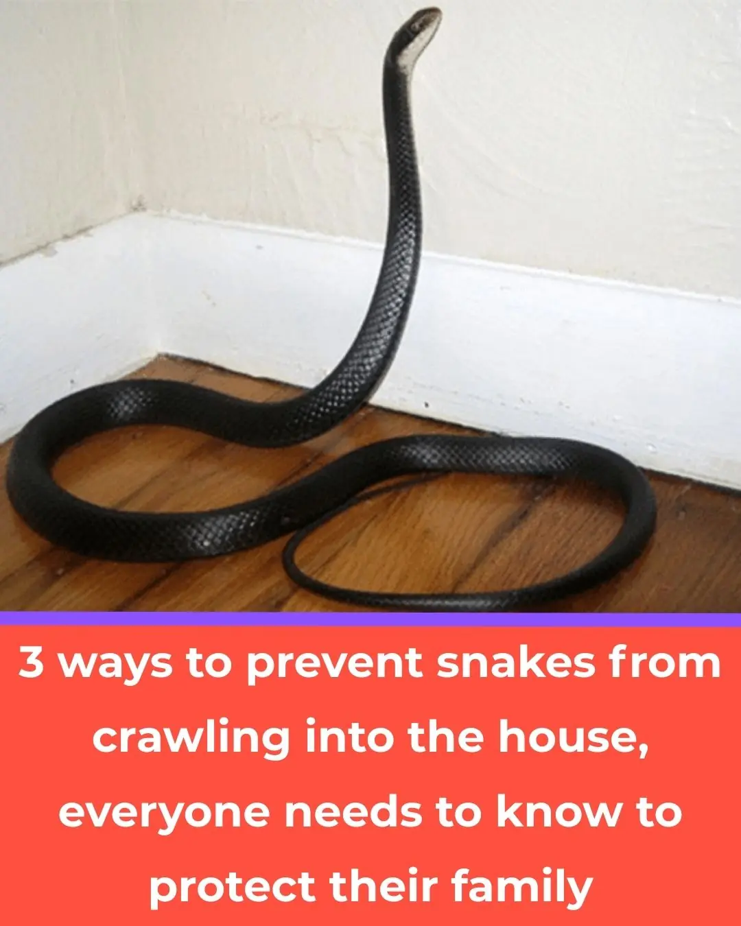 3 Effective Ways to Prevent Snakes from Entering Your Home Everyone Should Know to Protect Their Family