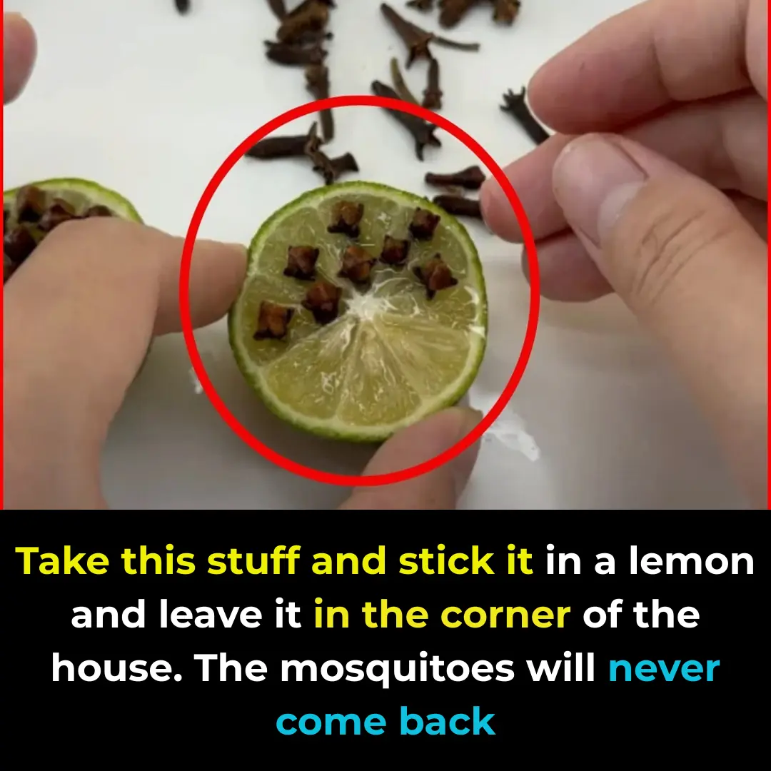 Put this into a lemon and place it in the corner of your house – mosquitoes will stay away for good