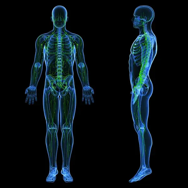 Three-Day Lymphatic Cleanse to Keep You Healthy All Year Long