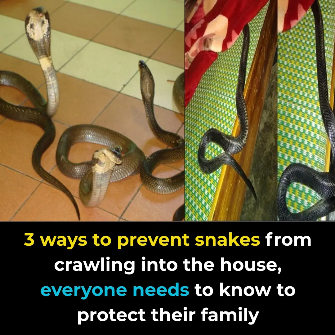 3 Ways to Prevent Snakes from Entering Your Home – Everyone Should Know to Protect Their Family