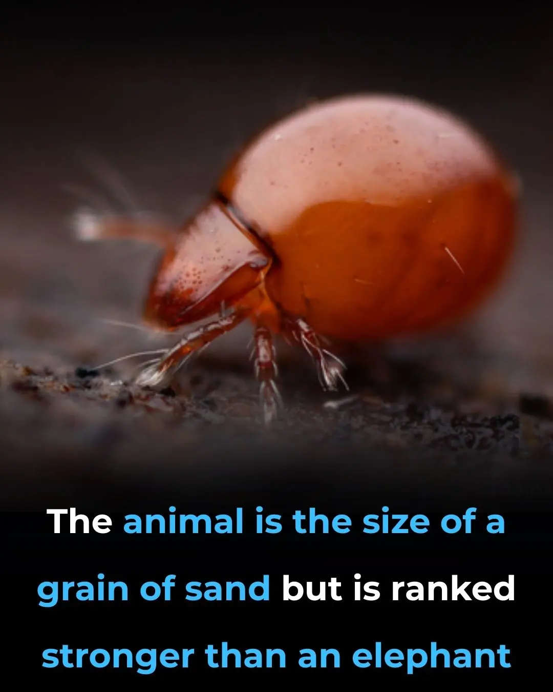 The World’s Strongest Animal Isn’t an Elephant or Bear