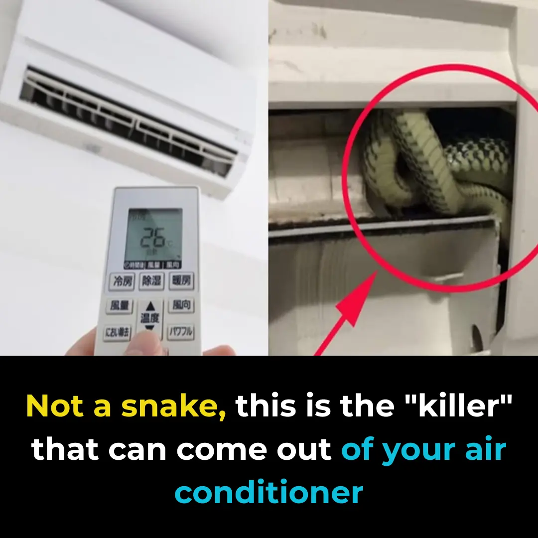 It's not a snake, this is the "a:ss@ssin" that can crawl out of your air conditioner at home.