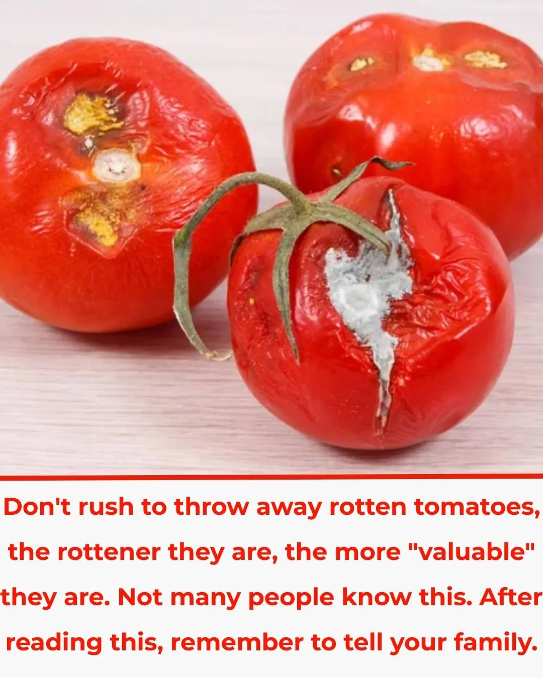 Don’t Throw Away Rotten Tomatoes – The More Rotten, the More “Valuable”! Few People Know This, So Share It with Your Family