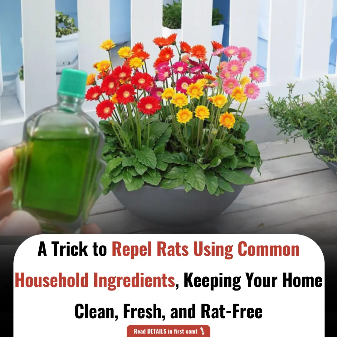 A Trick to Repel Rats Using Common Household Ingredients, Keeping Your Home Clean, Fresh, and Rat-Free
