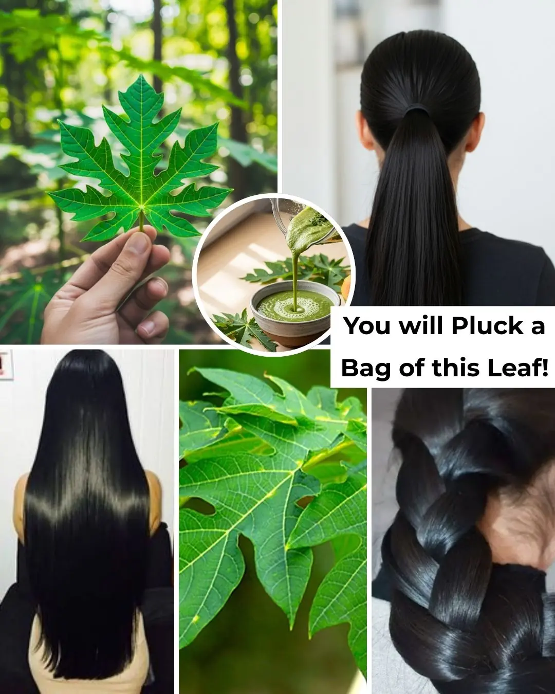 🌿 Can Papaya Leaves Turn Gray Hair Black Naturally? Unlock Nature’s Secret to Vibrant Hair