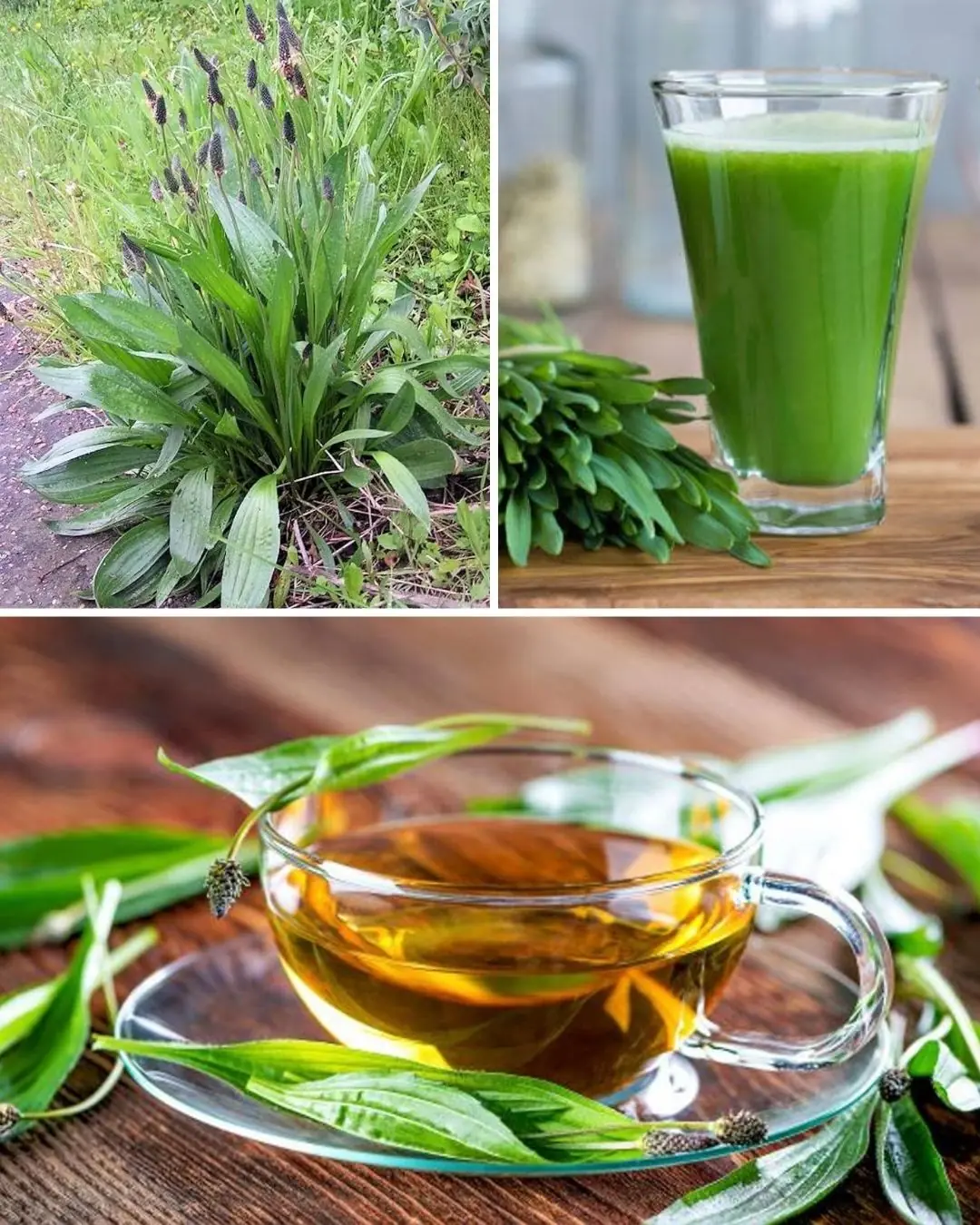 The Incredible Benefits of Plantago lanceolata and How to Use It