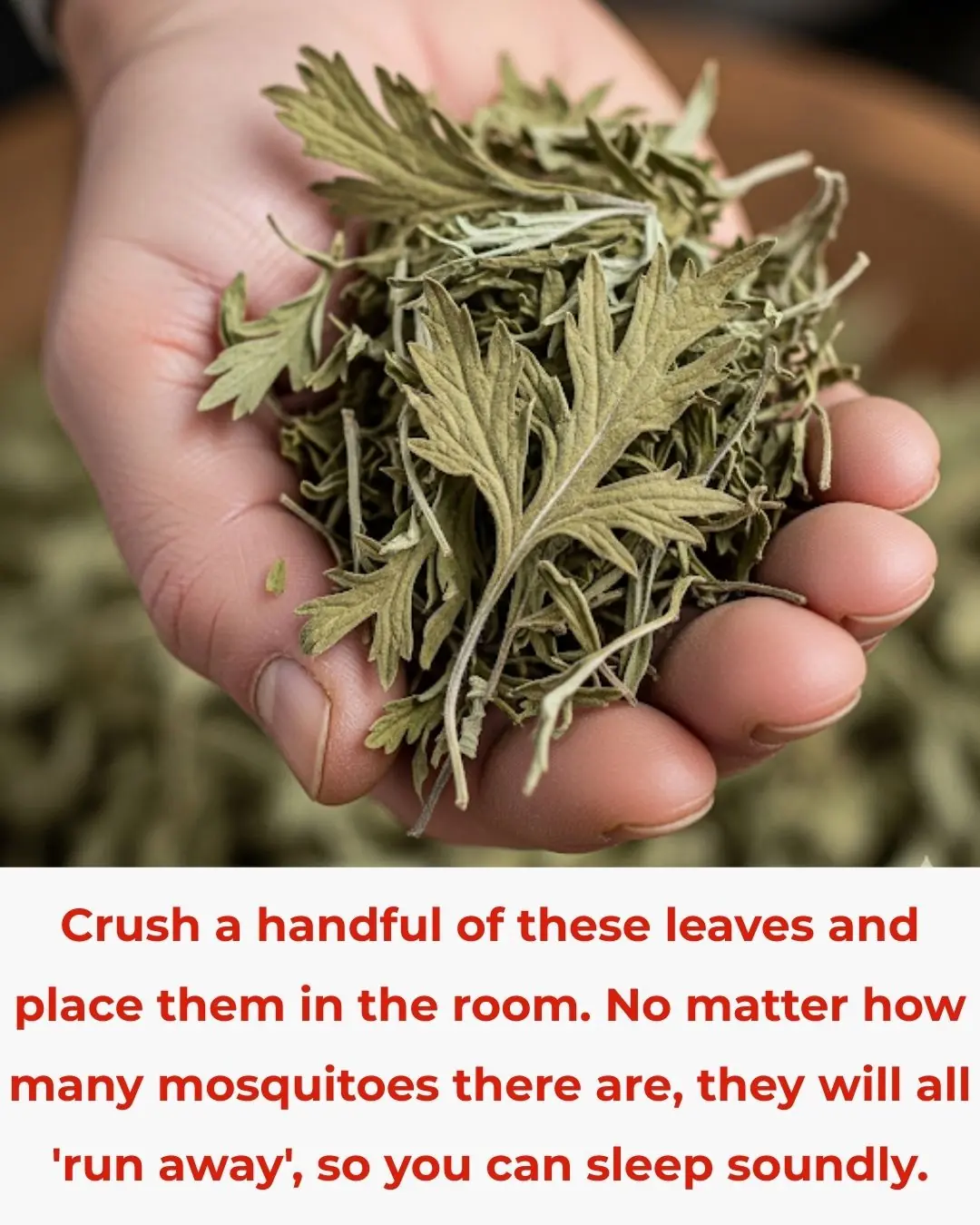 Crush This Bundle of Mugwort Leaves and Place It in Your Room — No Matter How Many Mosquitoes There Are, They’ll ‘Run Away’ and You Can Sleep Peacefully