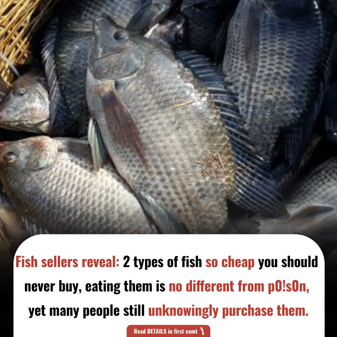 Fish Sellers Reveal: 2 Types of Fish So Cheap You Should Never Buy, Yet Many People Still Unknowingly Purchase Them