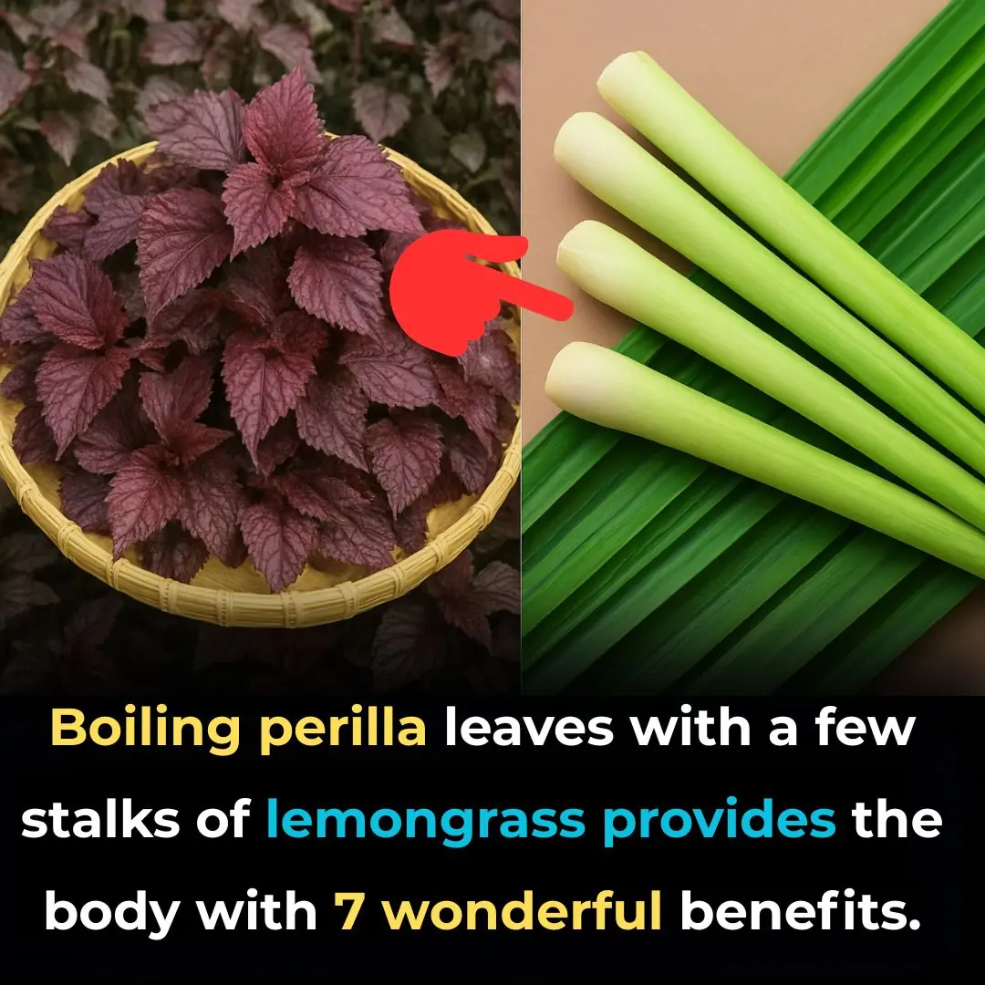 Boiling perilla leaves with a few stalks of lemongrass gives your body these 7 amazing benefits.