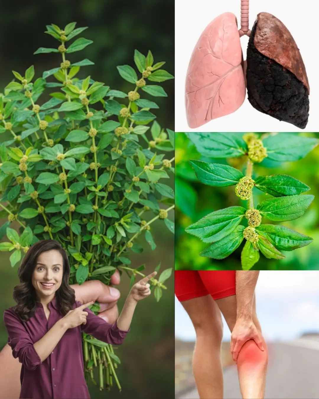 10 Astonishing Benefits of Euphorbia Hirta You Need to Know