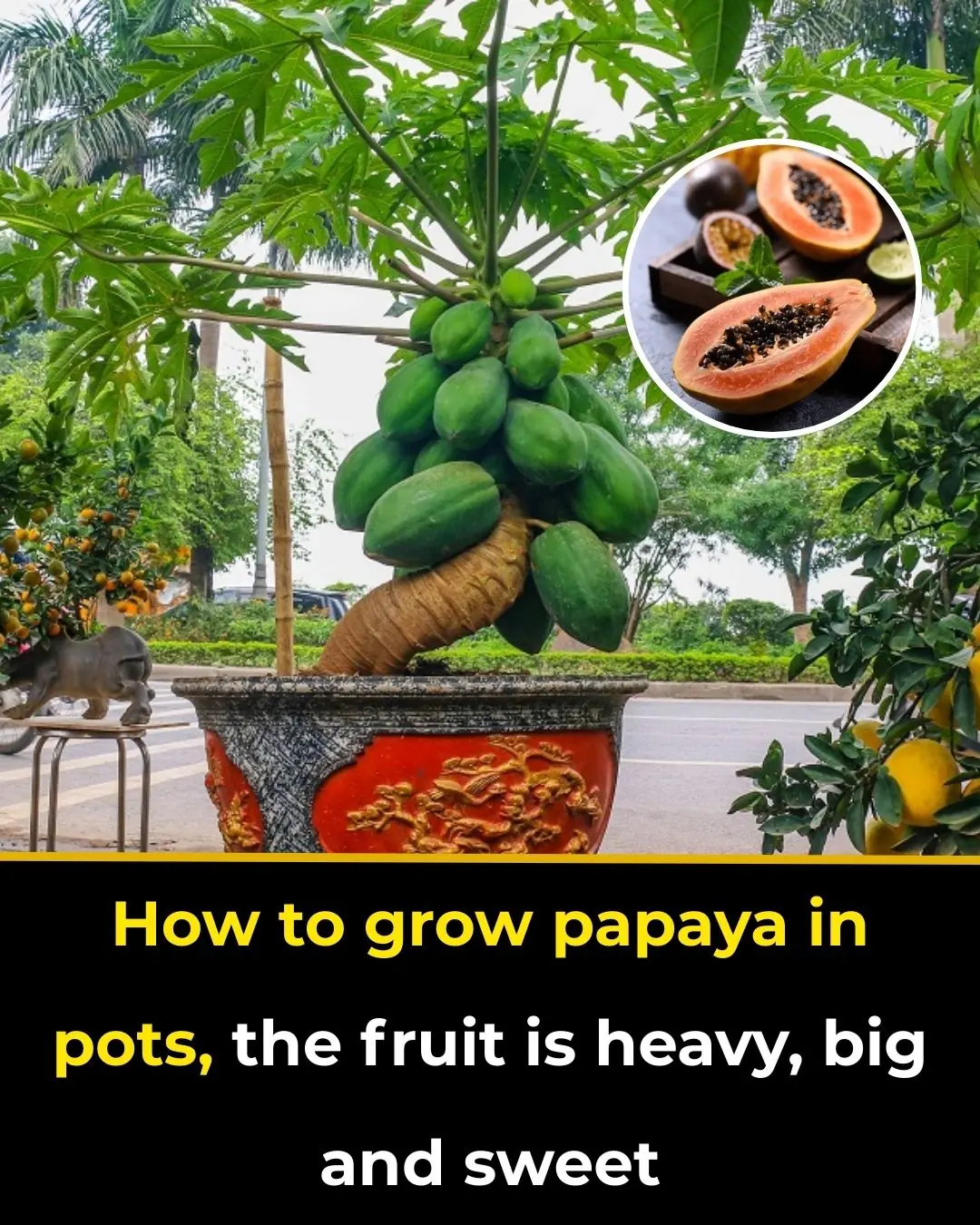 How to grow papaya in pots, the fruit is heavy, big and sweet