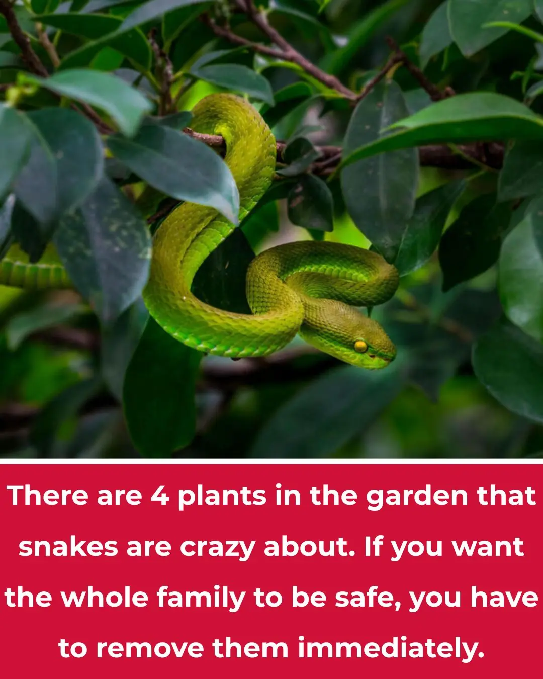 Four Plants in Your Garden That Attract Snakes Like Crazy — Remove Them Immediately for Family Safety
