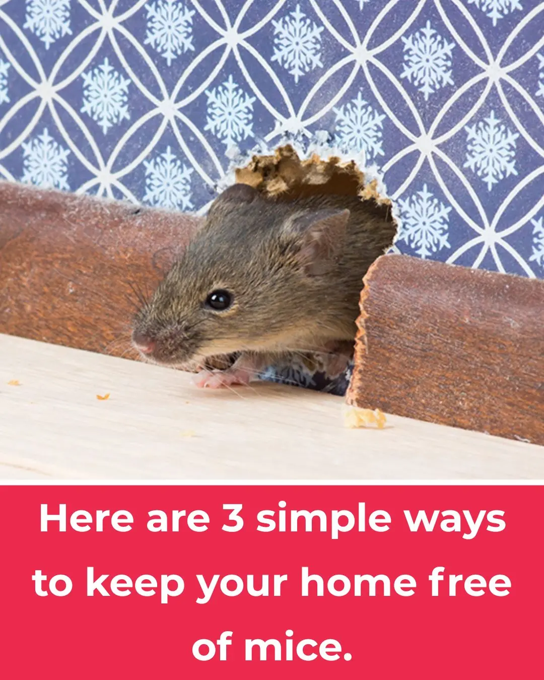 3 Simple Ways to Keep Your Home Completely Rodent-Free