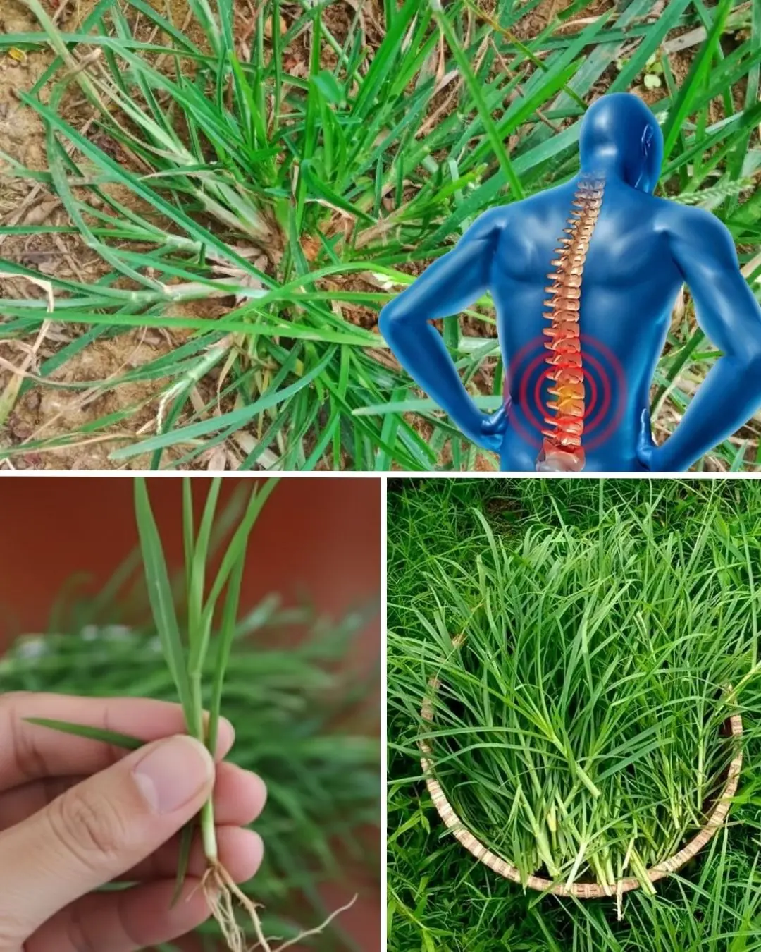 Goosegrass: Nature’s Hidden Wellness Secret