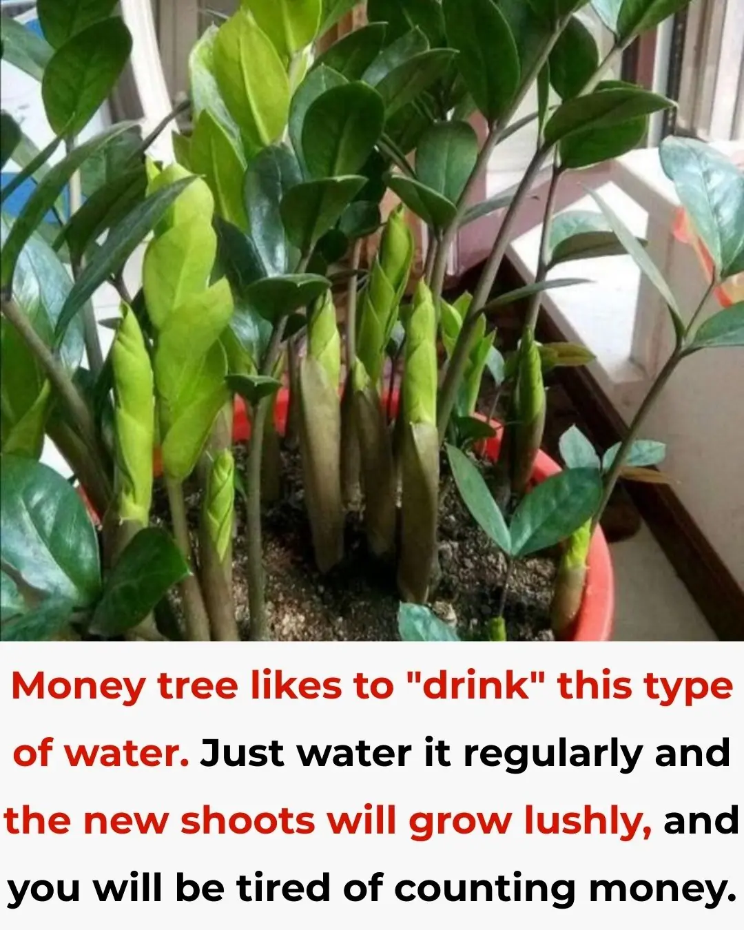 Money tree likes to "drink" this type of water. Just water it regularly and the new shoots will grow lushly, and you will be tired of counting money