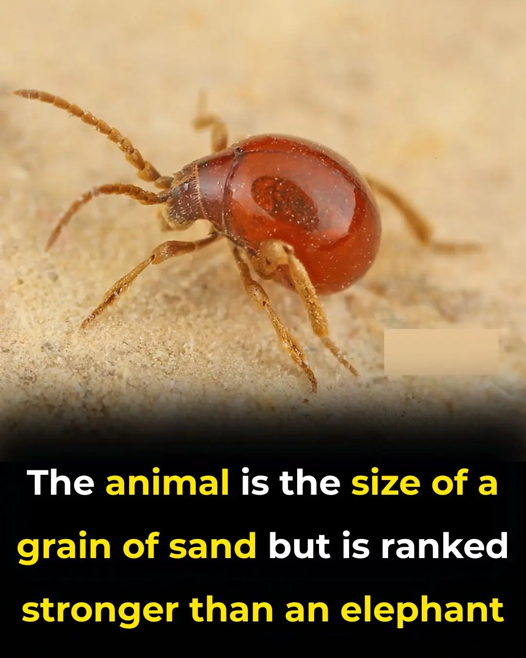 The World’s Strongest Animal Isn’t an Elephant or Bear
