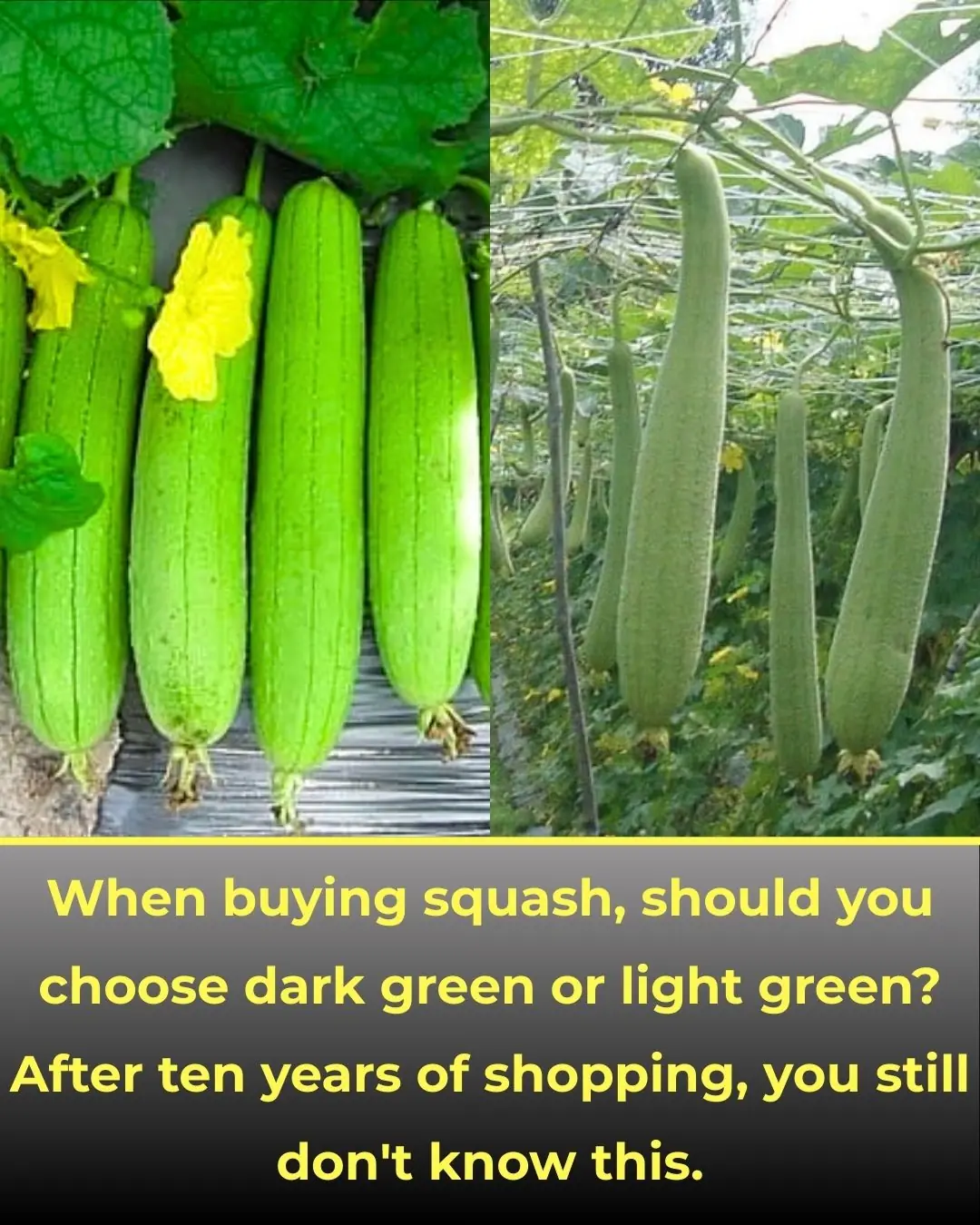When buying loofah, should you choose the dark green or light green ones for better taste? Many people who have been shopping for years still don't know this.