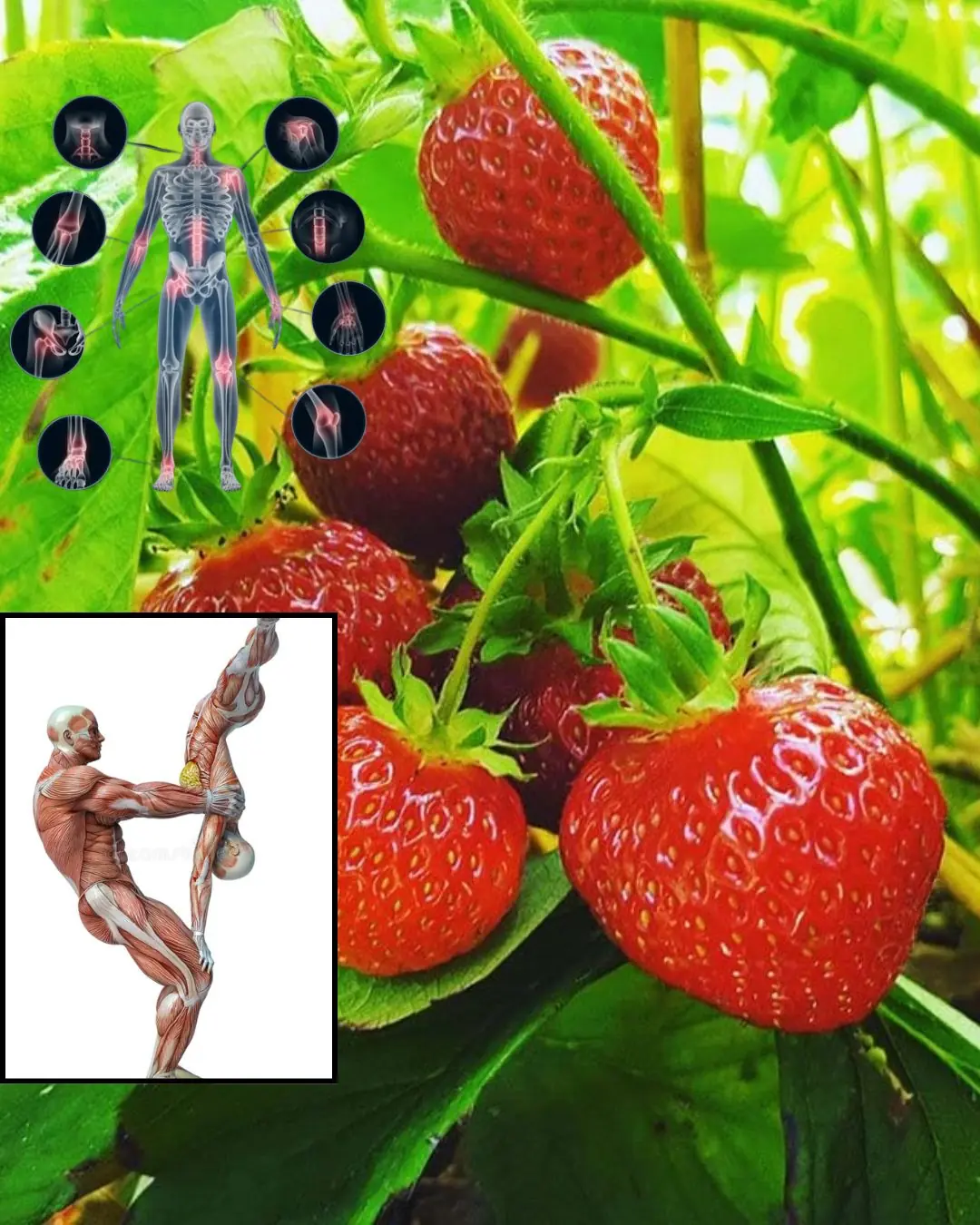 Never Throw Away Strawberry Leaves: 17 Powerful Reasons Your Whole Family Will Need Them.