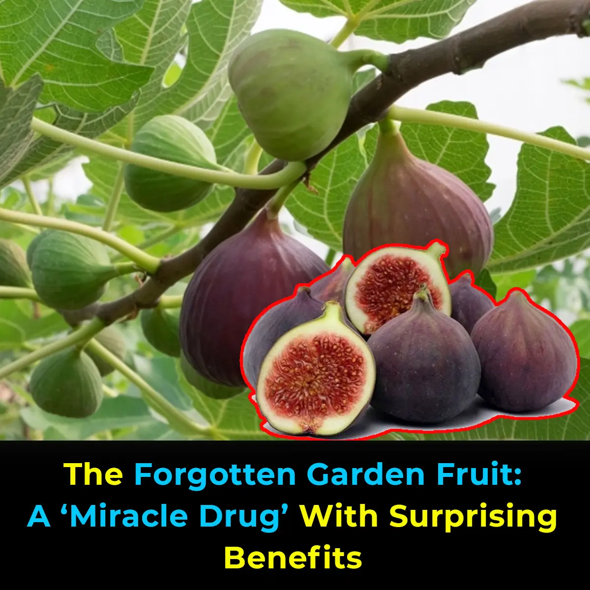 What You Need to Know About the Nutritional Value of Figs