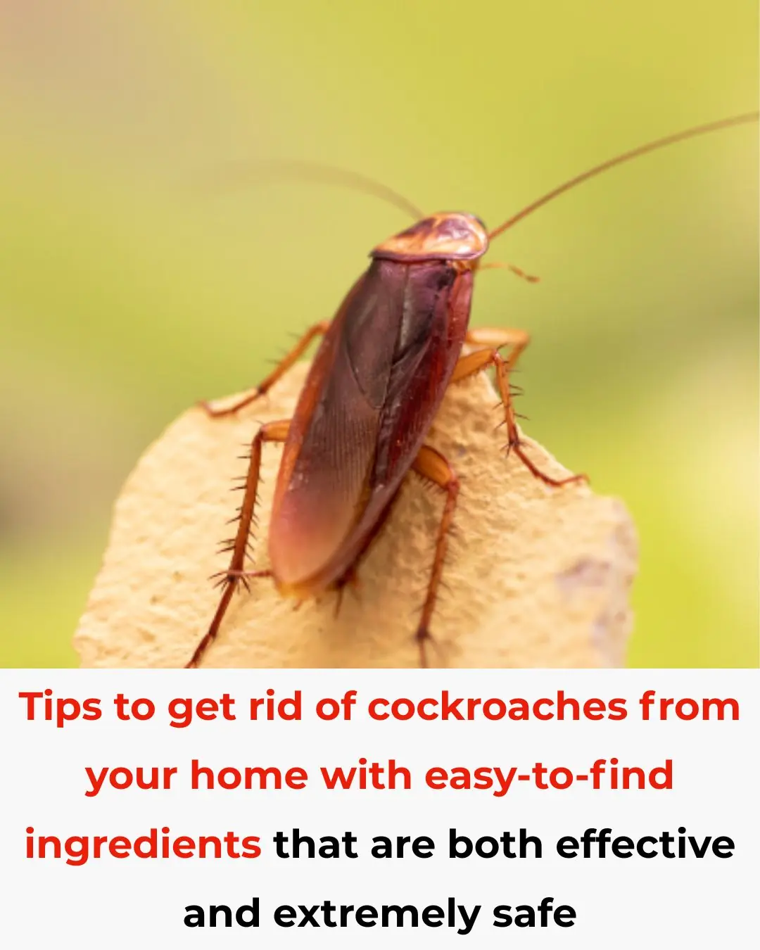 Tips to Repel Cockroaches Using Easy-to-Find Ingredients – Safe and ...