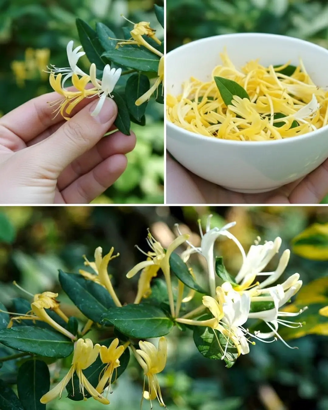 Japanese Honeysuckle (Lonicera japonica): Health Benefits and Homemade Uses