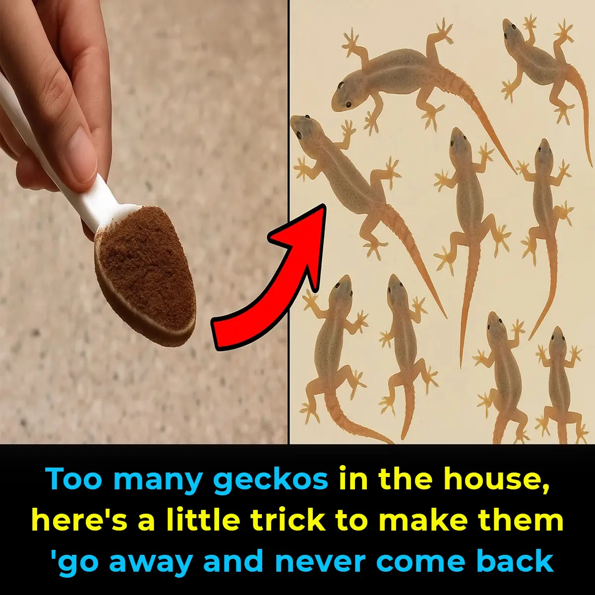 Too many geckos in the house, here’s a little trick to make them ‘go away and never come back’