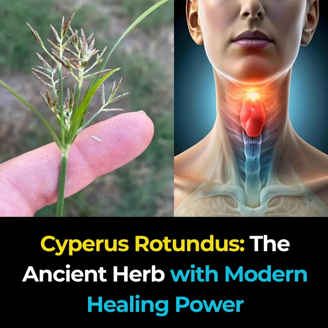 Cyperus Rotundus: The Ancient Herb with Modern Healing Power