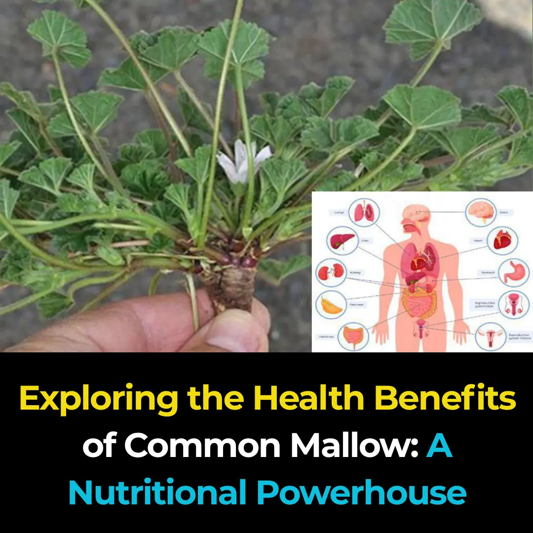 Exploring the Health Benefits of Common Mallow: A Nutritional Powerhouse