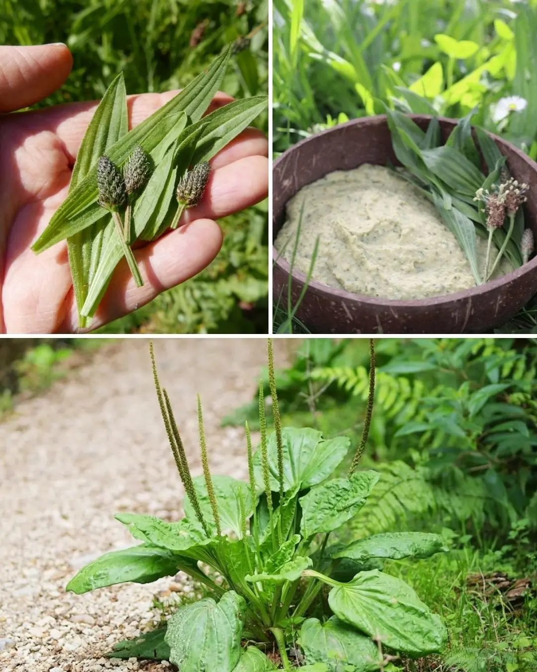The Incredible Benefits of Plantago lanceolata and How to Use It