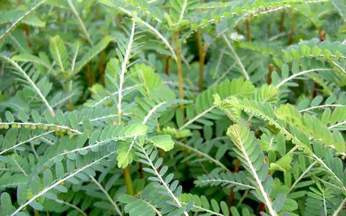 The Power of Chanca Piedra: 10 Benefits and Uses