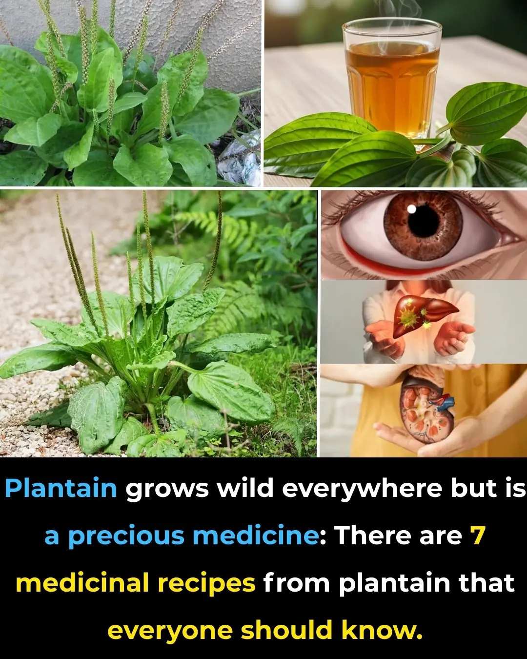 Plantain grows wild everywhere but is a precious medicine: There are 7 medicinal recipes from plantain that everyone should know.