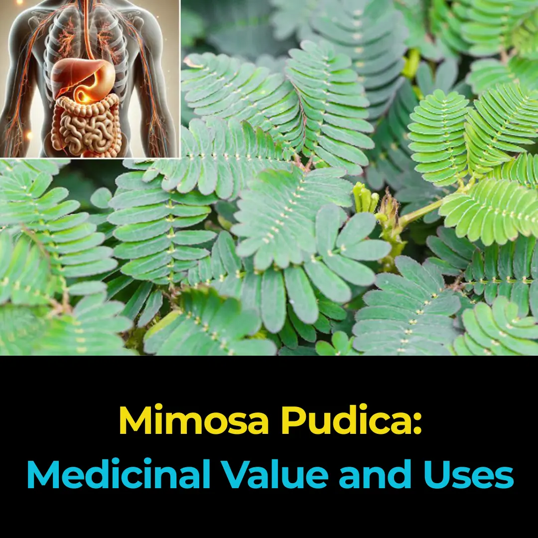 Mimosa Pudica: Medicinal Value and Uses