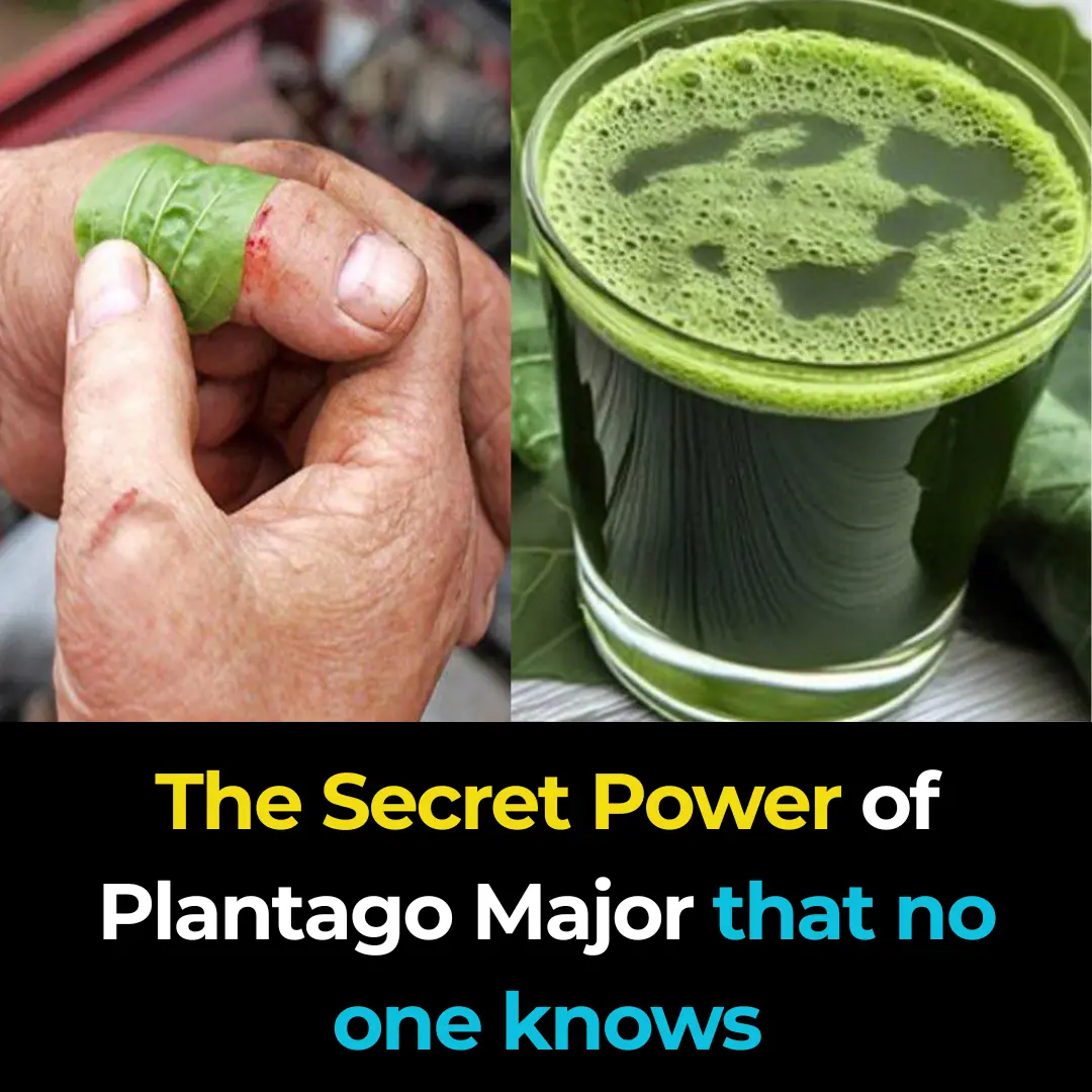 The Secret Power of Plantago Major that no one knows