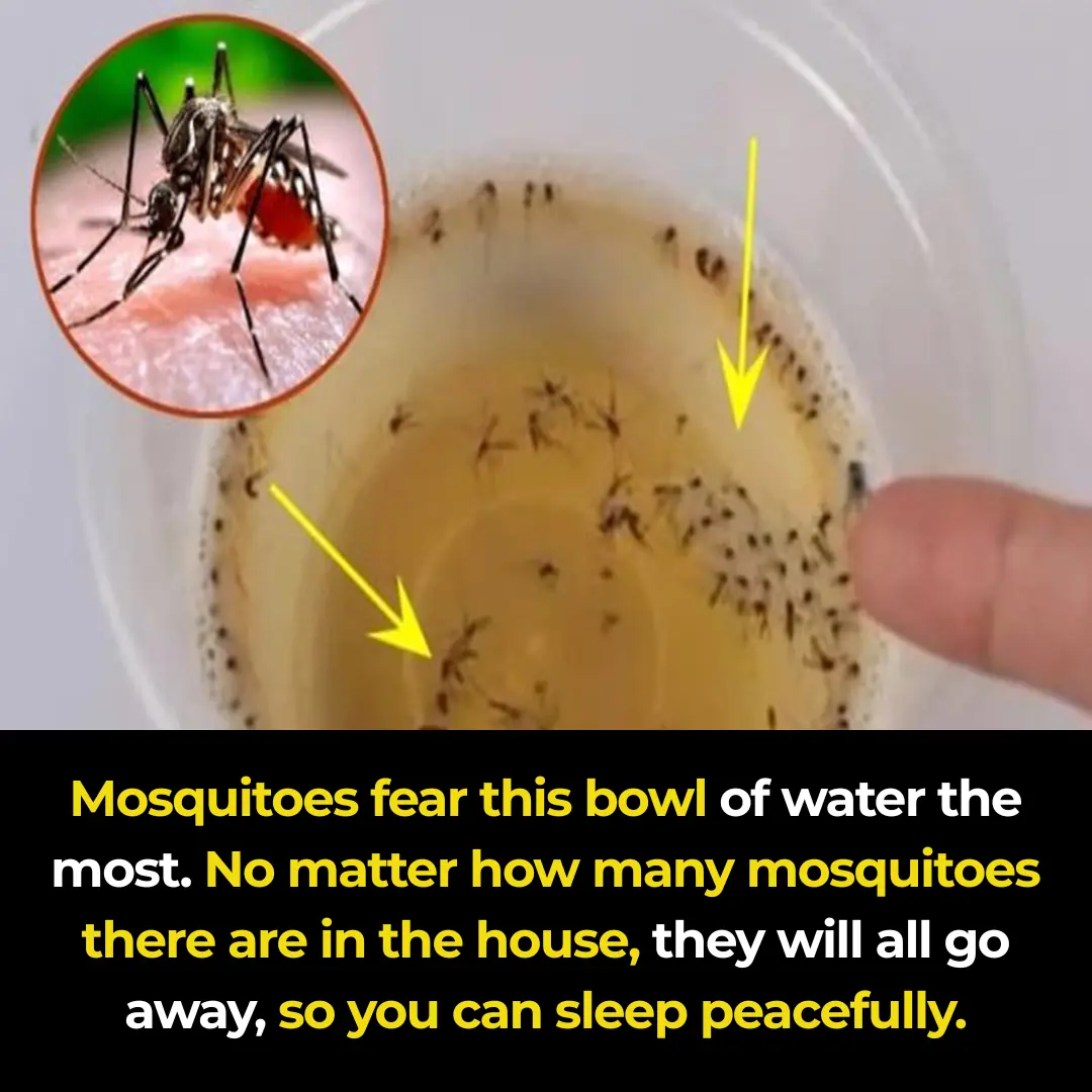 Mosquitoes are most afraid of this bowl of water. Place it in your house, and no matter how many mosquitoes there are, they will all be gone. Sleep peacefully!