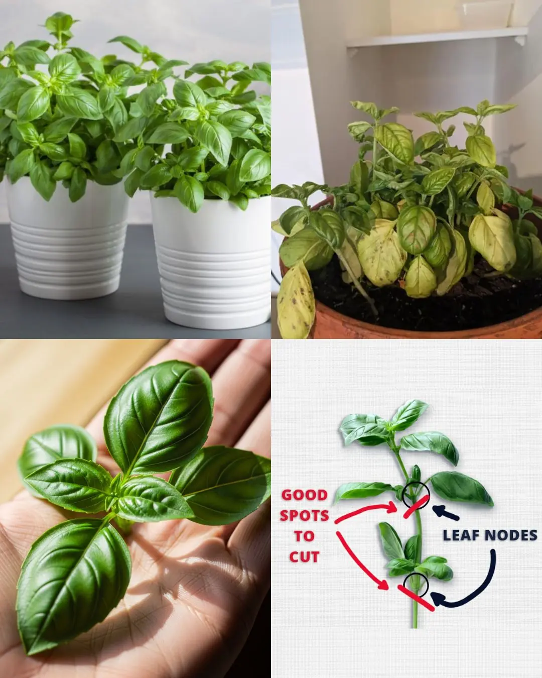 How to Keep Supermarket Basil Alive and Thriving